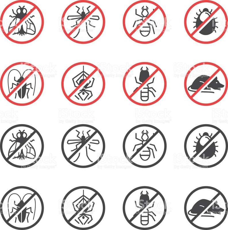 Squirrel Control